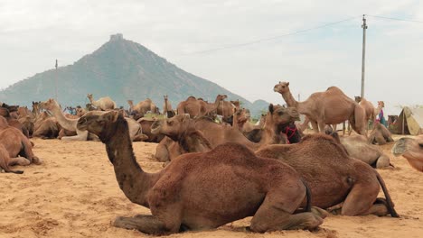 Camels-at-the-Pushkar-Fair,-also-called-the-Pushkar-Camel-Fair-or-locally-as-Kartik-Mela-is-an-annual-multi-day-livestock-fair-and-cultural-held-in-the-town-of-Pushkar-Rajasthan,-India.