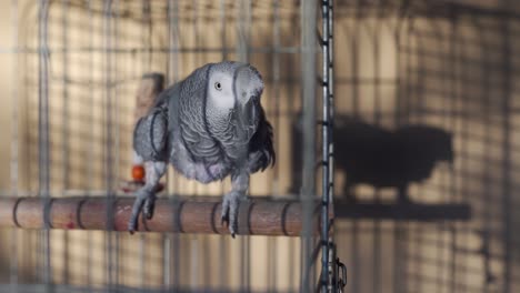 foto de cuerpo entero de un gris africano en una jaula con su sombra en una pared al fondo