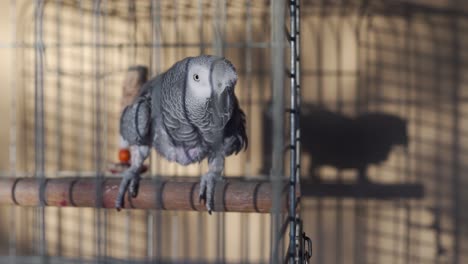 full body shot of an african grey in a cage with his shadow on a wall in the background