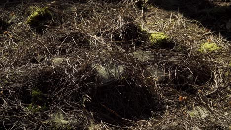 4k-Nahaufnahme-Einiger-Spinnweben,-Umgeben-Von-Vielen-Kiefernnadeln-Und-Etwas-Moos