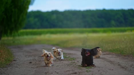 four dogs running outdoor trying to jump and catch dron. video of funny dogs playing process.