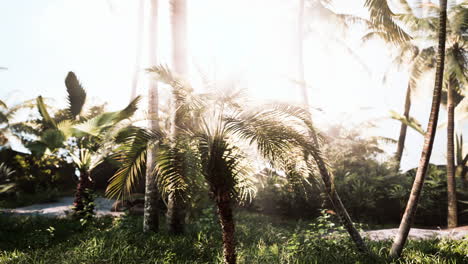 misty-rainforest-and-bright-sun-beams-through-trees-branches