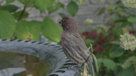 un pájaro pinzón de casa sentado en el borde de un baño de pájaros