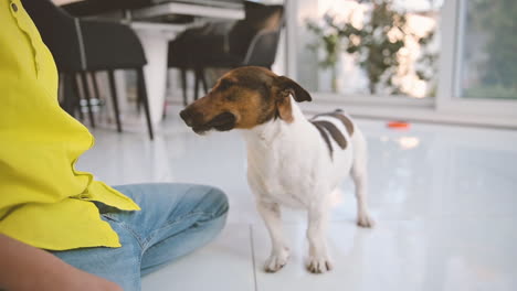 niño rubio con el pelo rizado sentado en el suelo jugando con su perro y una pelota