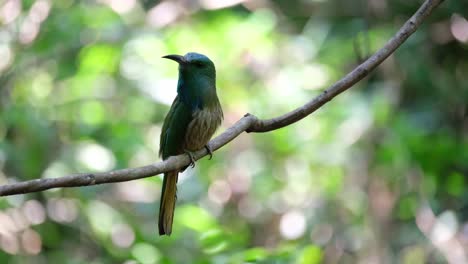 Camera-zooms-out-while-this-beautiful-bird-looks-around,-Blue-bearded-Bee-eater-Nyctyornis-athertoni,-Thailand