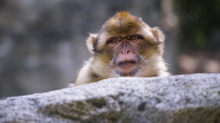 Adorable Barbary Macaque monkey is looking straight in the camera, beautiful close up shot