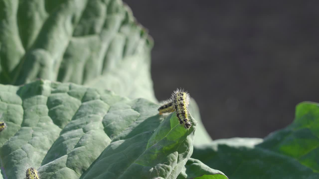 고추 잎 에 있는 애벌레