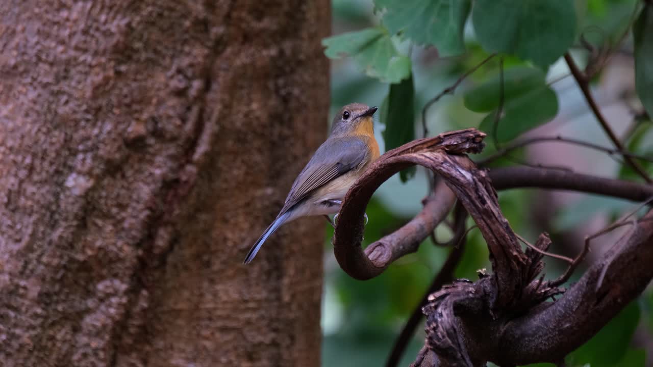 la cámara se aleja mientras mira hacia la derecha mientras inclina la cabeza para mirar hacia arriba, mosquitero azul indochino cyornis sumatrensis hembra, tailandia