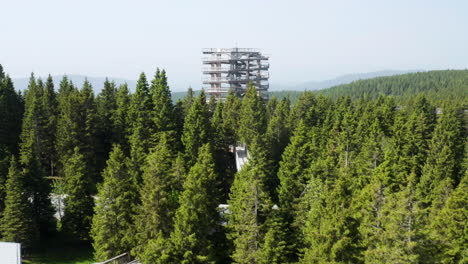 drone towards pohorje treetop walk surrounded by coniferous canopy in rogla, slovenia