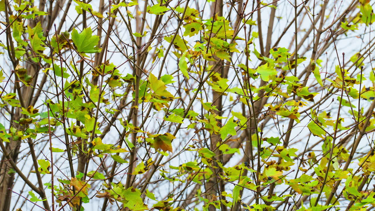Leaves sway gently on thin branches in a calm, natural setting