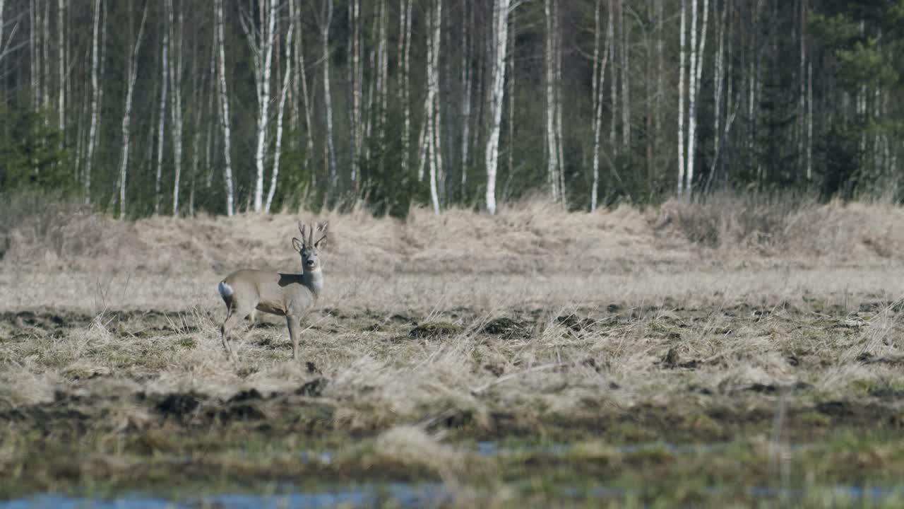 봄 이른 아침 황금 시간 빛 서리가 내린 날씨에 노루가 달리고 풀을 먹고 걷는다