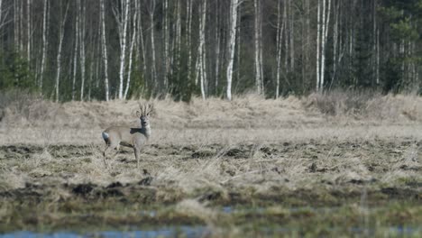 roe deer running and walking eating grass in spring early morning golden hour light frosty weather