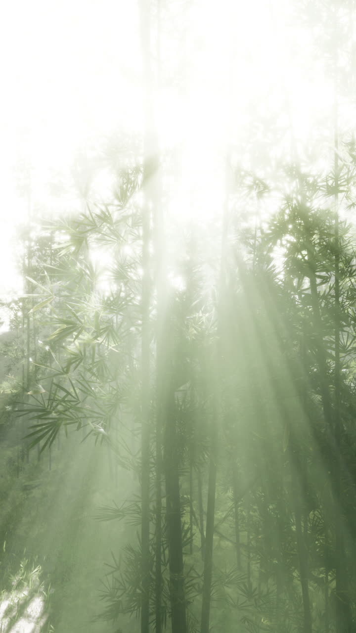 Sunlight through a Bamboo Forest