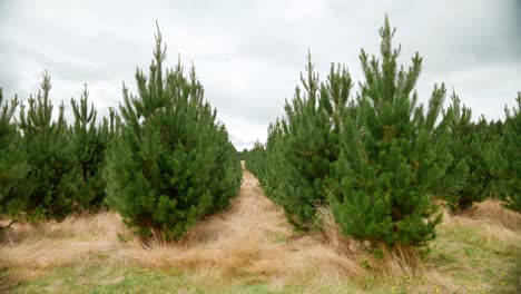 Young-pine-tree-forest-planted-for-reforestation,-five-years-old,-cloudy-day