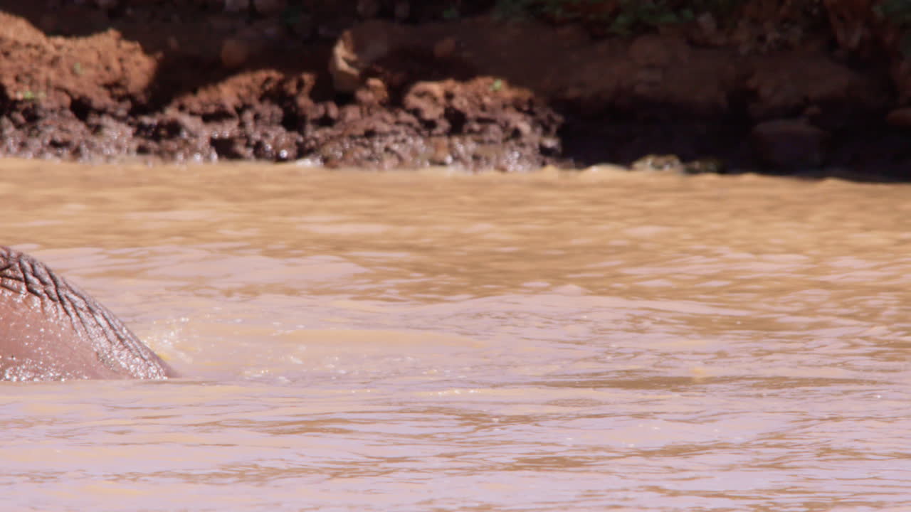 Elefante africano di savana che si immerge in una pozza d'acqua