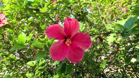 vibrant hibiscus flowers swaying gently in breeze