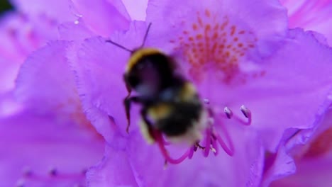 Makroaufnahme-Einer-Hummel,-Die-Pollen-Von-Einer-Blühenden-Rosa-Blume-Sammelt