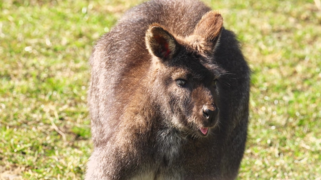 Kangaroo eating grass in open meadow. Close up of wild animal with soft fur in natural sunlight, peaceful wildlife scene in natural habitat.