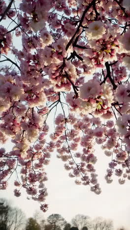 hermosas flores de cerezo en primavera