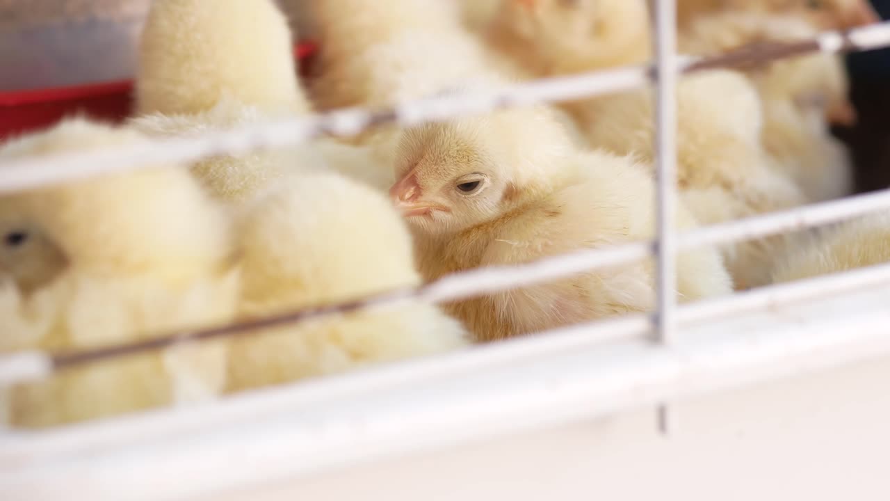 pollitos en una jaula