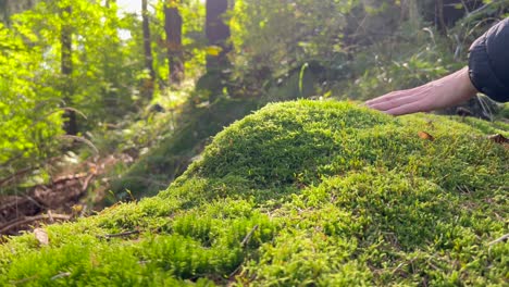 hand touching moss in a forest