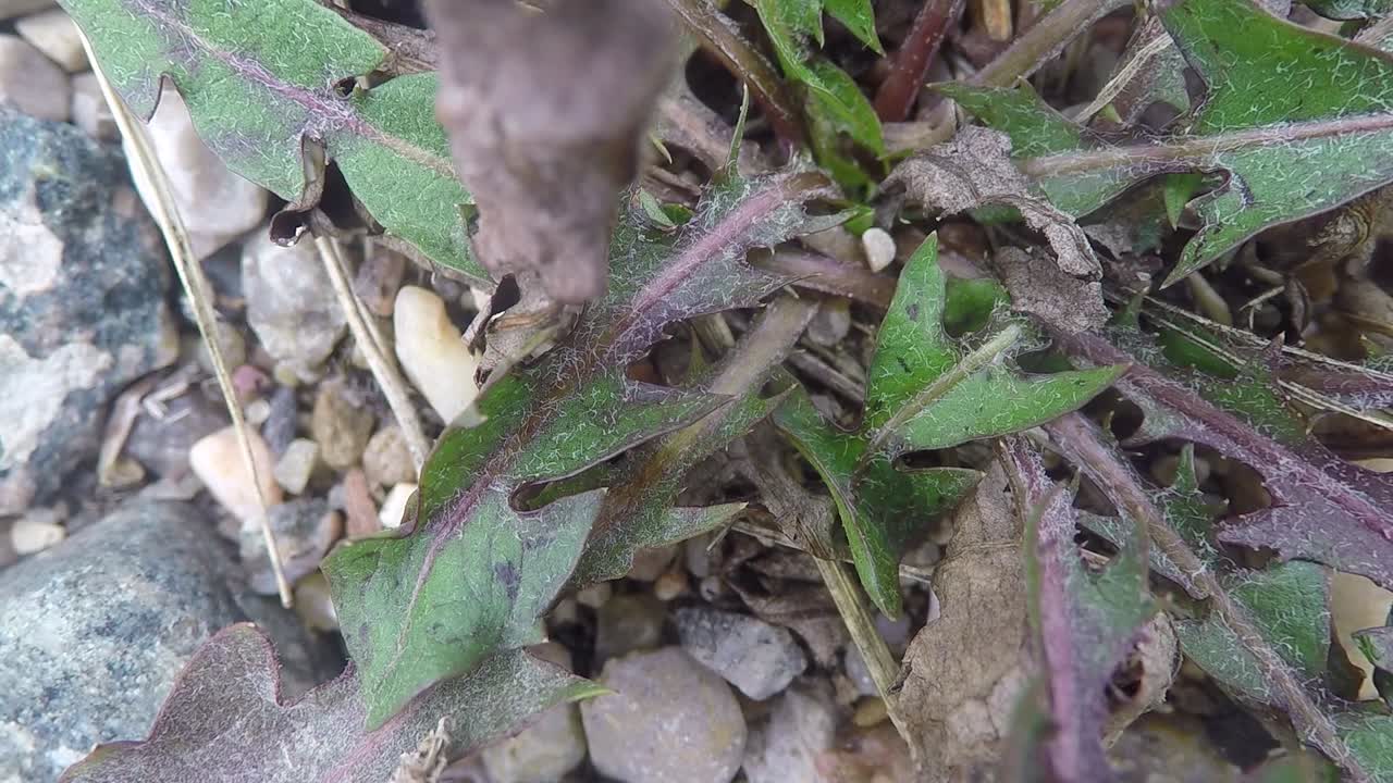 lapso de tiempo - hormiga arrastrándose alrededor de una planta en la hierba