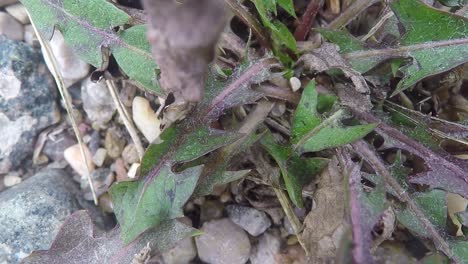 Lapso-De-Tiempo---Hormiga-Arrastrándose-Alrededor-De-Una-Planta-En-La-Hierba