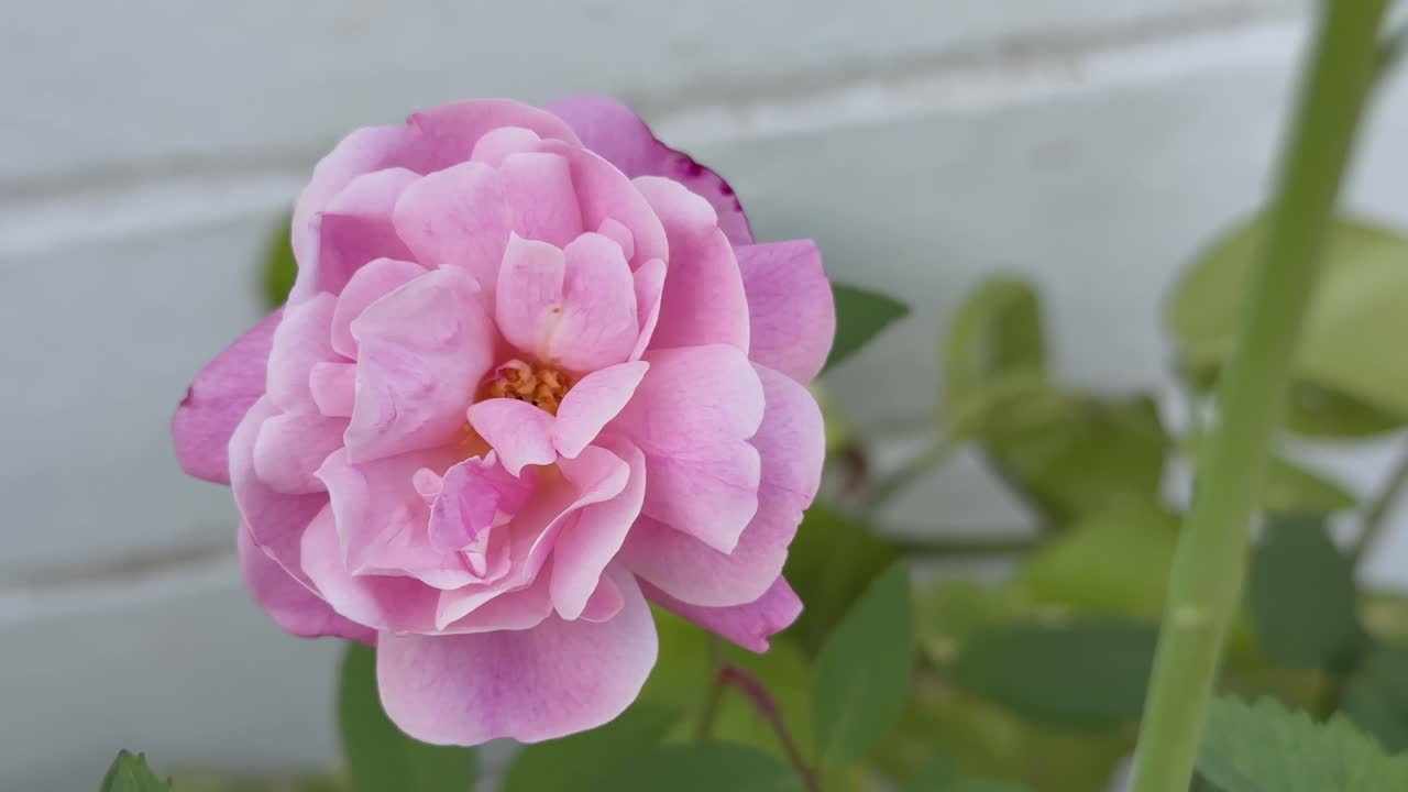 closeup shot of a pink rose swaying slowy with the wind