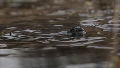 two common frogs in water in mating season, frogs breeding in spring, then other leaving