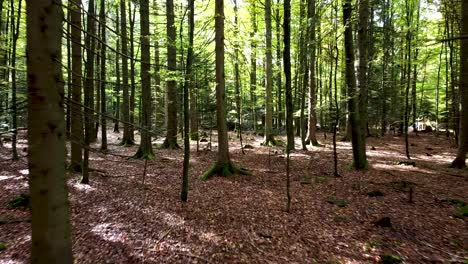 toma fija cinematográfica de un bosque verde con árboles altos