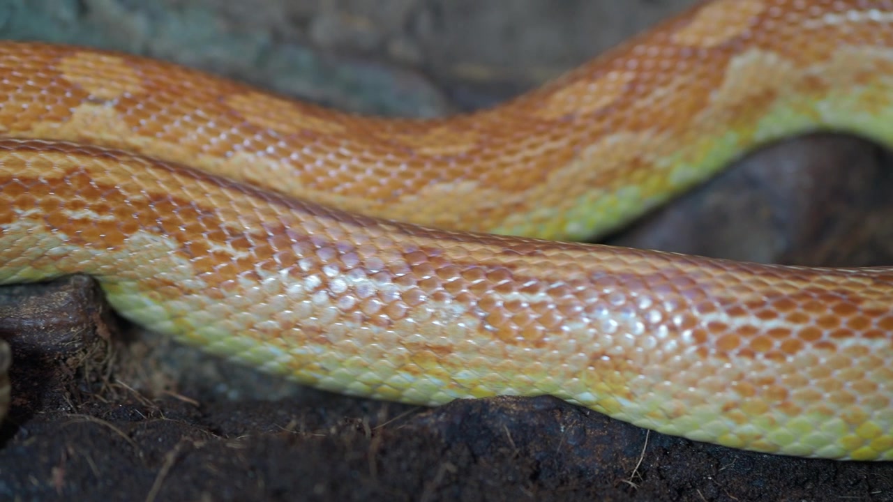 Scatto macro delle squame e del motivo colorati di un serpente del grano.
