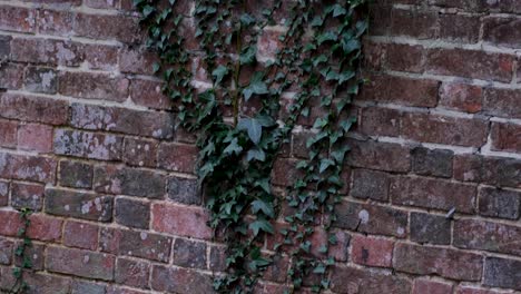 Efeu-Pflanze,-Die-Kriecht-Und-Aufwächst,-Eine-Schöne-Alte-Rote-Backsteinmauer-In-Einem-Englischen-Ländlichen-Landschaftsgarten