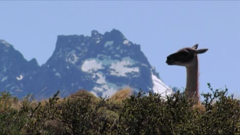 A-guanaco-looking-around-in-front-of-the-Torres-del-Paine-in-Patagonia,-Chile