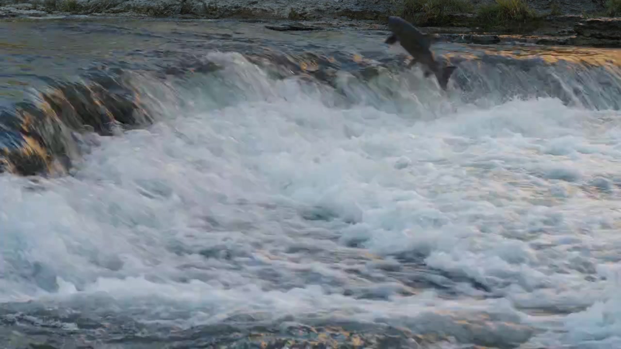 Port Hope, Ontario'daki Ganaraska Nehri bendi'nde bir chinook somonu güçlü akıntıya karşı sıçrıyor. Yıllık sonbahar yumurtlama göçü, balıkların beyaz su akıntılarıyla mücadele ettiğini gösteriyor.
