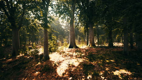 sun beams through thick trees branches in dense green forest