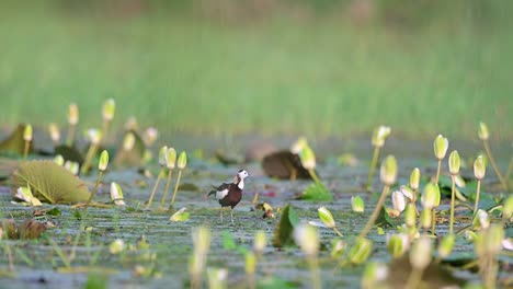 pheasant tailed jacana bird preening in lotus pond