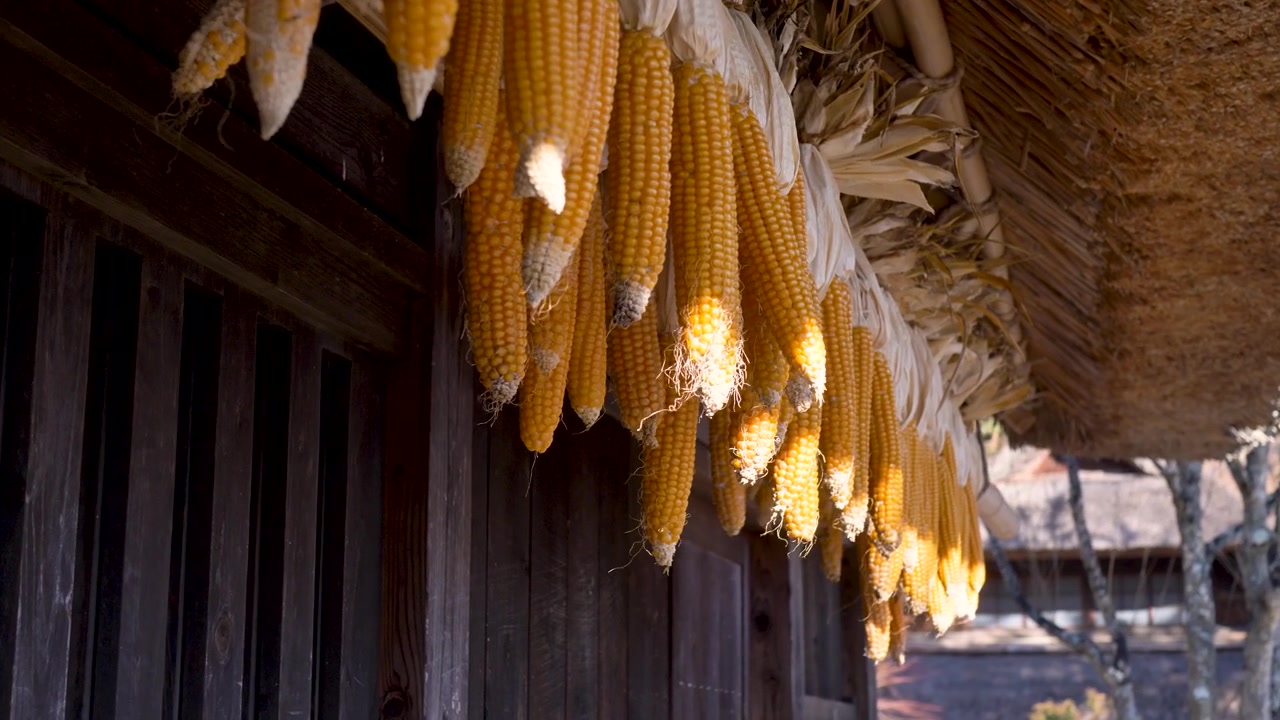 Slow motion close-up of curing dried corn cobs food and produce hanging from a building roof in a rural town village near Mount Fuji Lake Saiko Minamitsuru District Japan Asia agriculture and industry