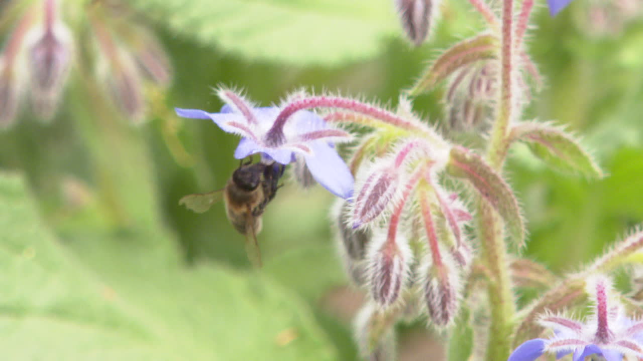 Borage Flowers and Bee