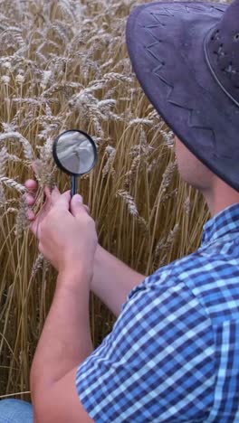 a person carefully examines wheat using a magnifying glass in a beautifully vibrant field filled. a person carefully examines wheat using a magnifying glass in a beautifully vibrant field filled with grains
