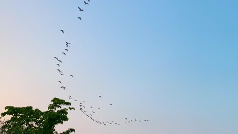 bandada de pájaros volando en formación de v a través de un colorido cielo al atardecer