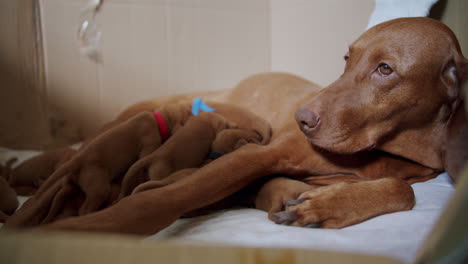 los perros recién nacidos comen del cofre de la madre 02