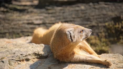 a meerkat relaxes on a sunwarmed rock basking in sunlight. this video showcases a meerkat relaxing on a sunwarmed rock, capturing its playful nature as it lounges and basks in the sunlight