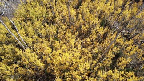birds eye view of autumn changing leaves in northern colorado
