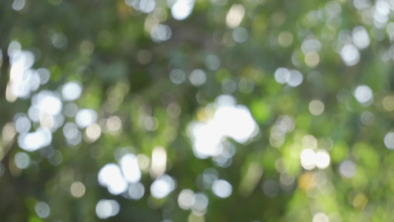 movimiento de desenfocado de bokeh fondo de naturaleza verde borroso con luz natural con espacio de copia.
