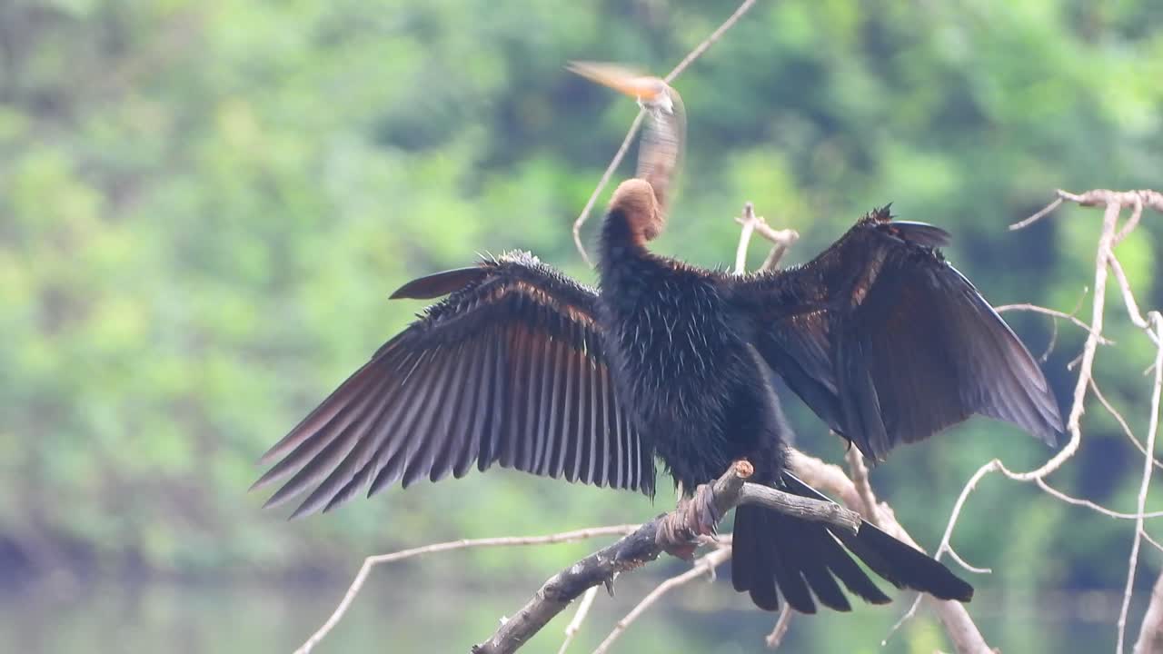 Gölette dinlenen Anhinga (UHD MP4 4K Video).