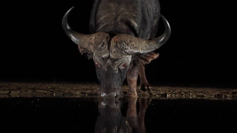 cerrar las bebidas de búfalo del cabo del estanque en la oscuridad nocturna, luz lateral