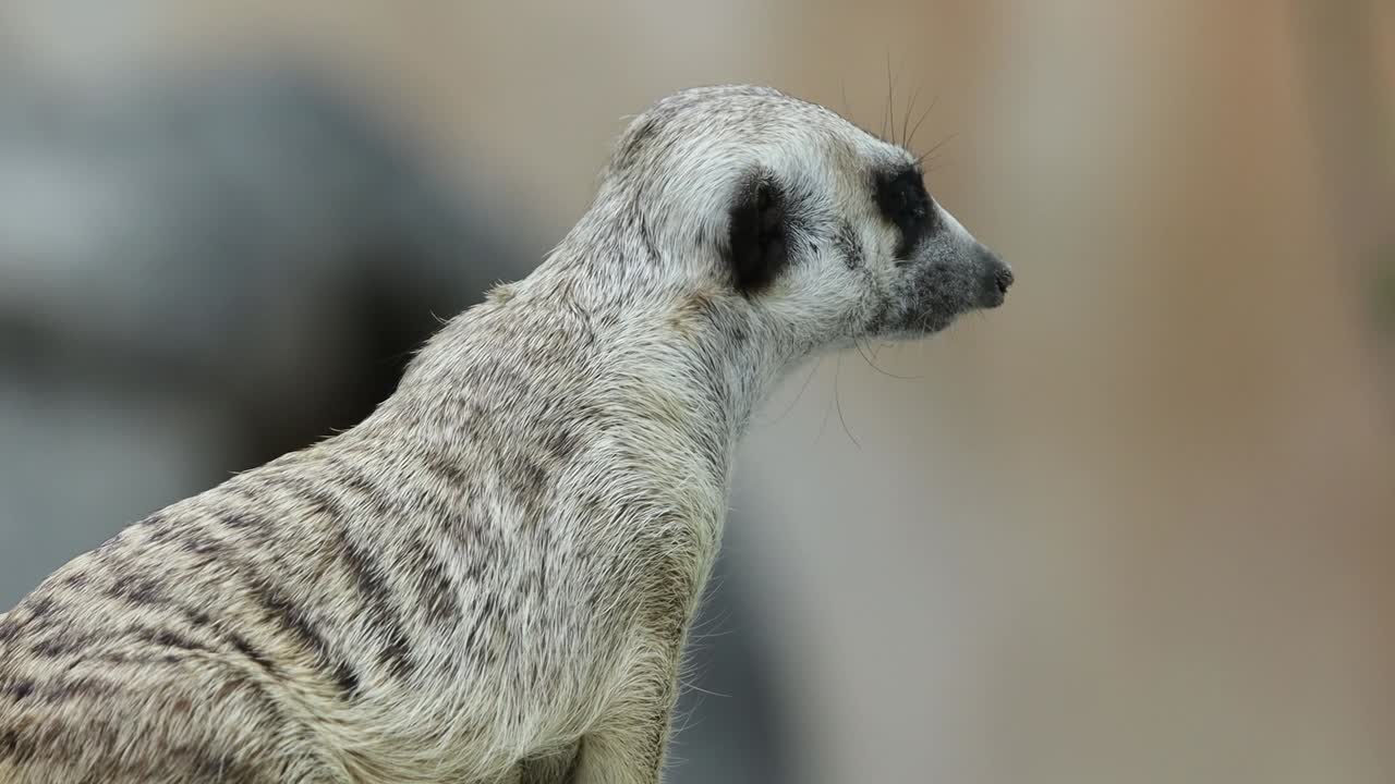 Closeup of Alert Meerkat Looking Around with Curious Expression in Natural Habitat
