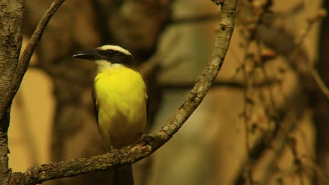 a tropical boat-billed flycatcher bird sitting on a branch in the brazilian rainforest