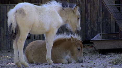 Newborn-ponies-in-the-barn-at-a-farm,-one-pony-horse-is-lying-another-one-which-is-standing-near-him,-cute-baby-horses-concept