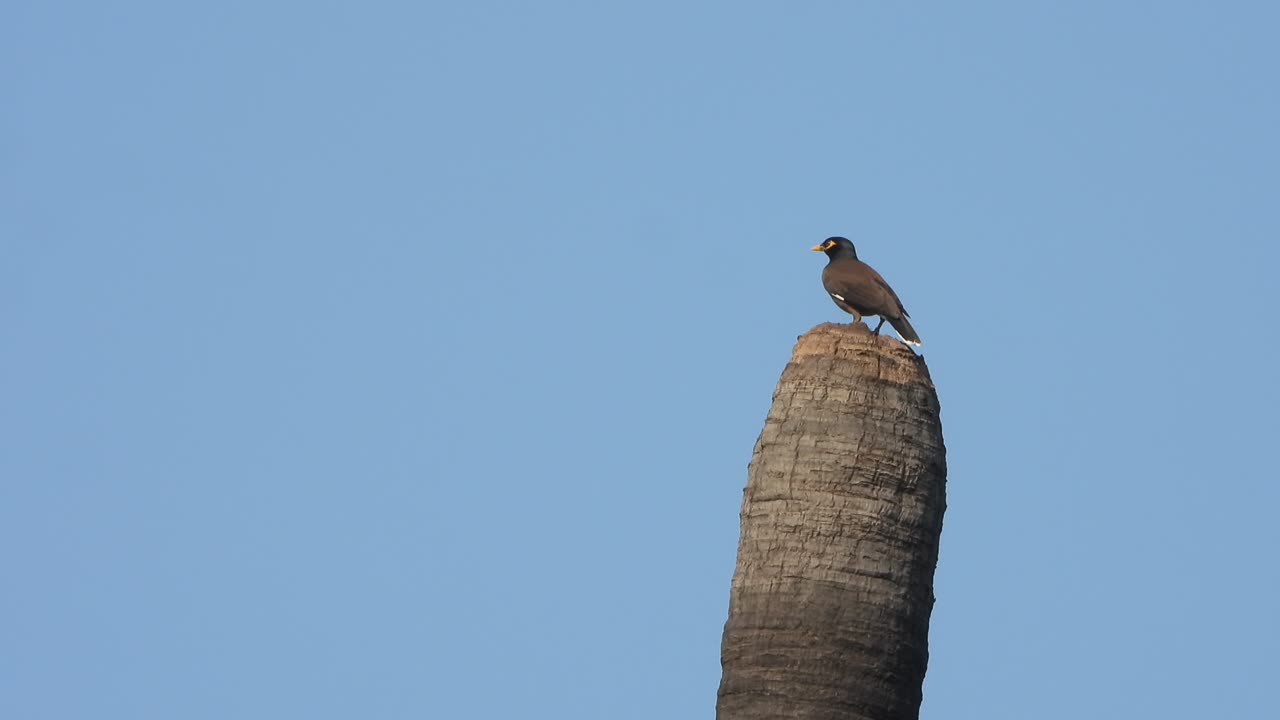 myna en el árbol - relajante